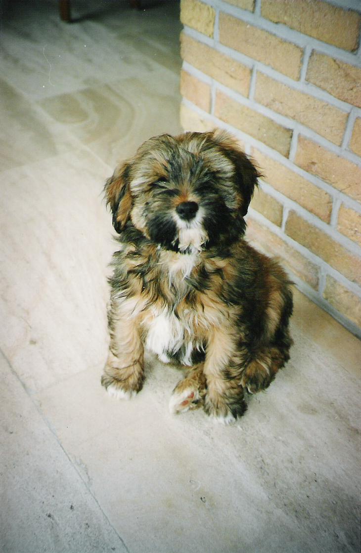 Alon, een Tibetaanse Terrier
